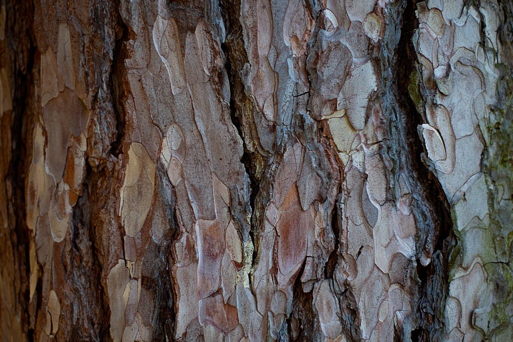 Different color and textures of bark